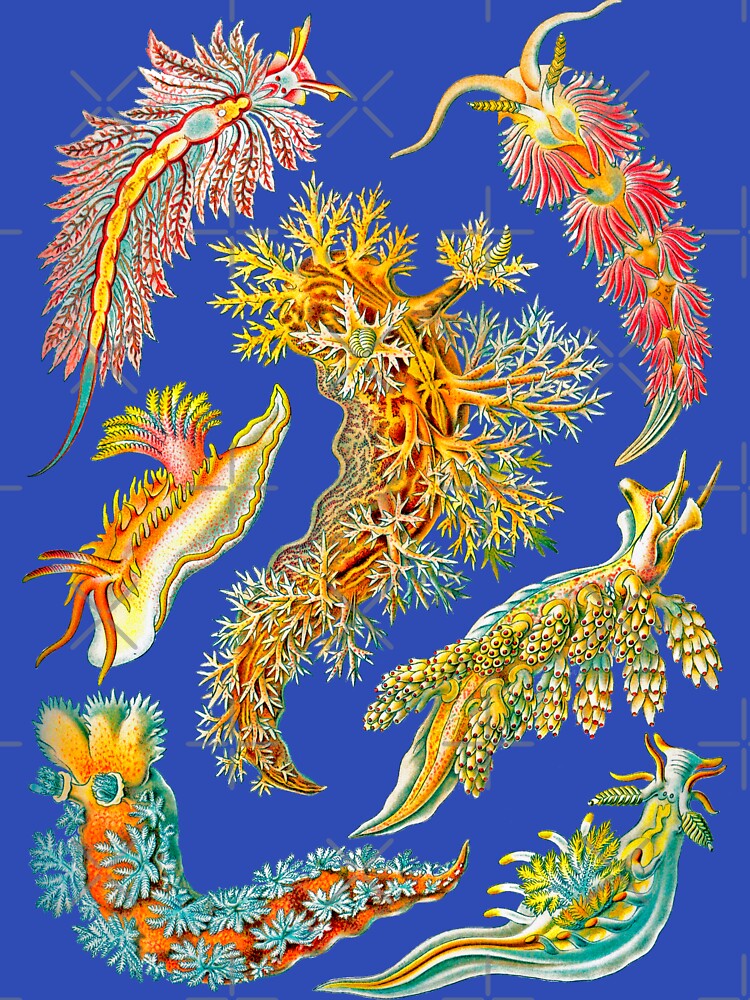 Ernst Haeckel Nudibranch Sea Slugs by aimeewilson