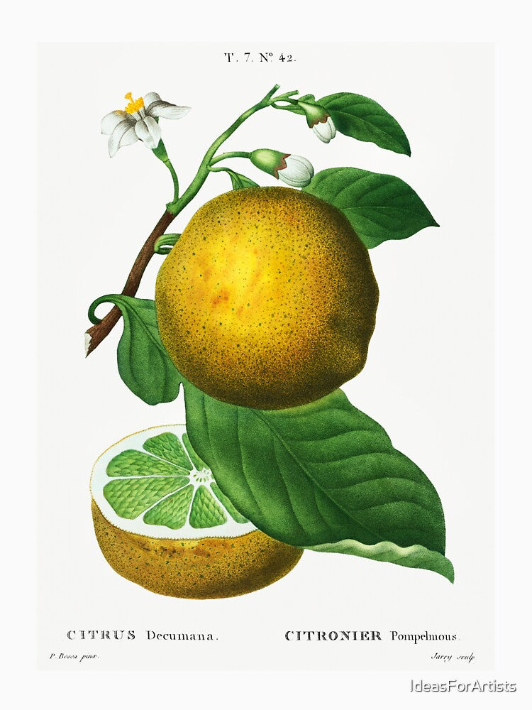 Retro Kitchen - Grapefruit by Inspirationmotivation